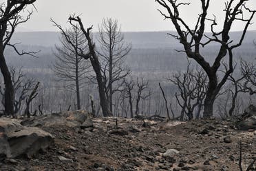 صورة تظهر غابة محترقة بعد اندلاع حرائق في مدينة القلعة الجزائرية في 18 اغسطس 2022 (AFP)