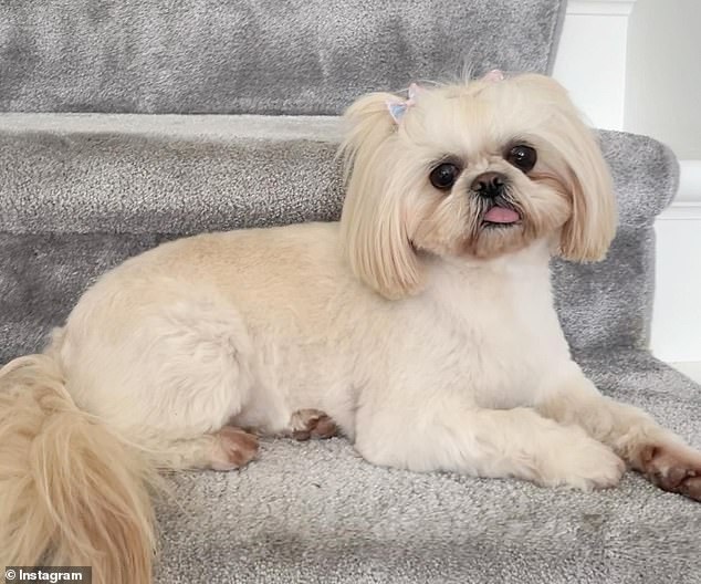 لطيف: حتى أن هنتلي تدير حسابًا على Instagram لكلبها الأليف Boo - يمتلك كلب Shih Tzu الرائع (في الصورة) بالفعل 1843 متابعًا مثيرًا للإعجاب