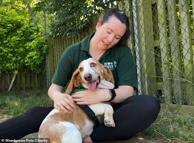 قبل بدء التصوير في كل سلسلة، يجب على طاقم الفيلم الشروع في التدريب على كيفية التصرف والتصرف مع الكلاب - والتي يكون العديد منها متوترًا أو مضطربًا