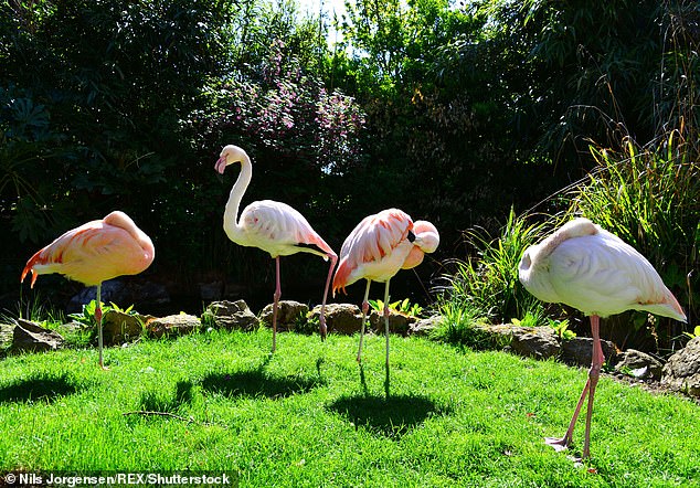 أربعة طيور النحام تدعى بيل وبن وسبلاش وبيكس تتجول في الحديقة المائية الإنجليزية