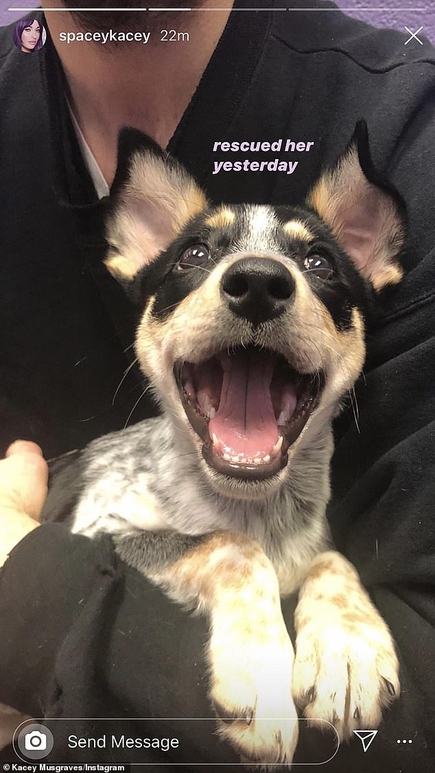 تبنت موسغريفز وزوجها آنذاك روستون كيلي كلب الإنقاذ في عام 2020 عندما كانت مجرد جرو.