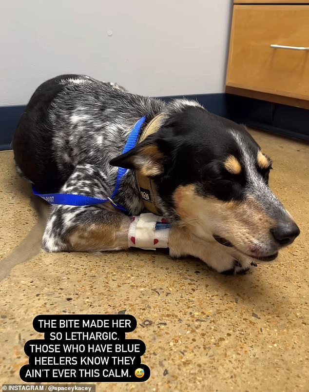 في أول مقطعي فيديو، يمكن رؤية بيبر وهي مستلقية على أرضية المستشفى وعينيها مغمضتين مع حقن وريدي في ساقها: اللدغة جعلتها خاملة للغاية.