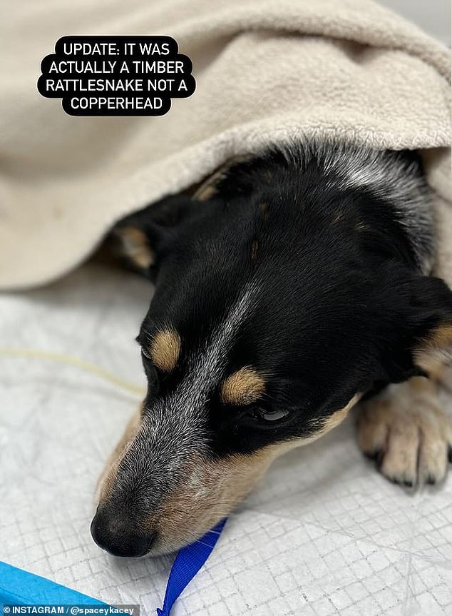 اتضح أن الجاني لم يكن كوبرهيد بل أفعى خشبية سامة