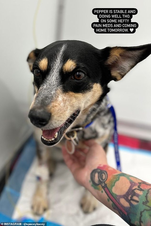 وكتبت في الجزء العلوي من الصورة التي تظهر بيبر في وضع مستقيم وبعيون مشرقة، 