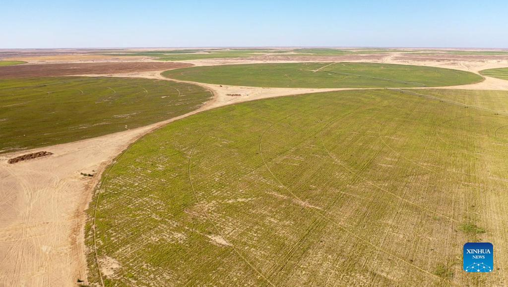 صورة جوية تظهر مزرعة بنجر في صحراء محافظة المنيا، مصر في 11 يوليو 2022. (شينخوا/سوي شيانكاي)