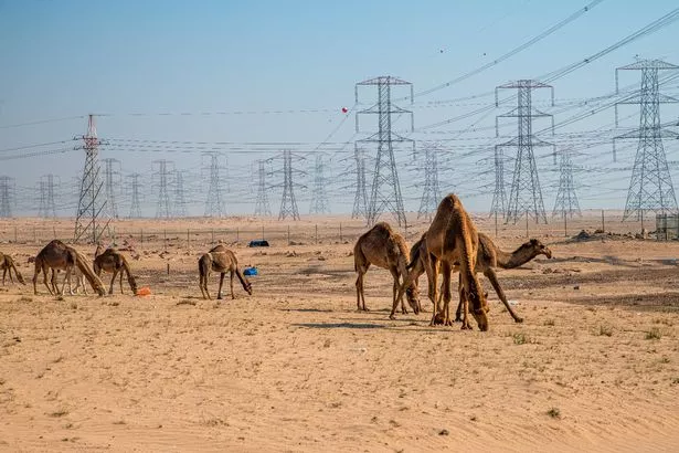 مجموعة من الجمال المدرج المستأنسة التي تمشي على الأرض الجافة في صحراء سوبية ، هذه الجمال الطويلة والرقيقة لديها عضلات قوية تسمح للحيوان بحمل ثقيل على مسافات طويلة ، برج انتقال على الخلفية ، مدينة الكويت ، الكويت - 03 يناير ، 2021