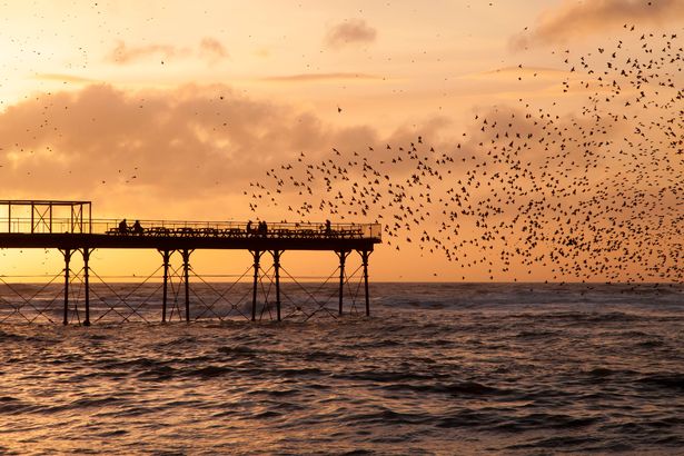 Starlings ، Sturnus vulgaris ، التذمر عند غروب الشمس ، Aberystwyth Pier ، الشتاء ، ويلز ، المملكة المتحدة