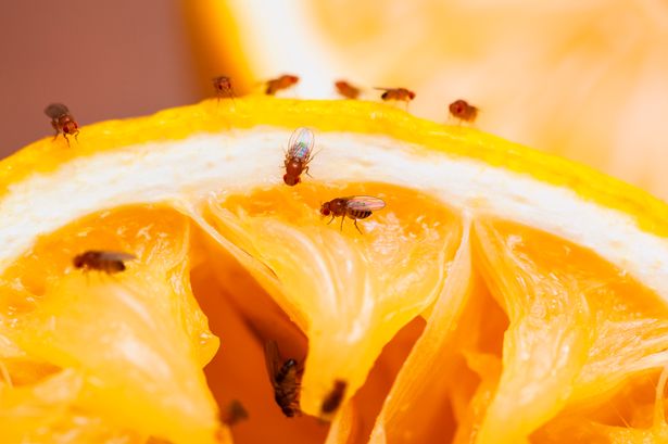 ذباب الفاكهة على شريحة الليمون المغطاة