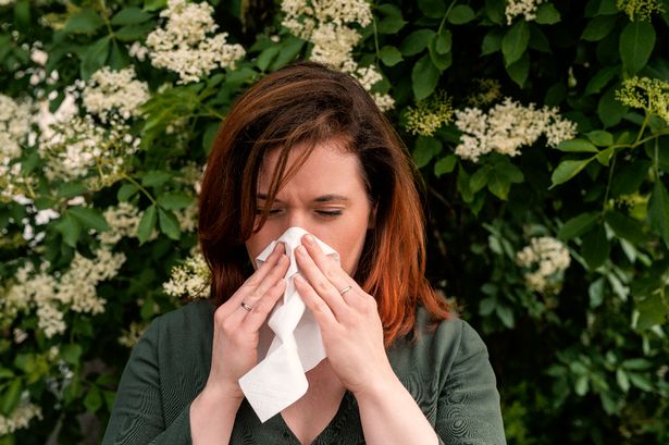 يمكن لمرضى Hayfever الآن توفير على أقراص مضادة للحساسية