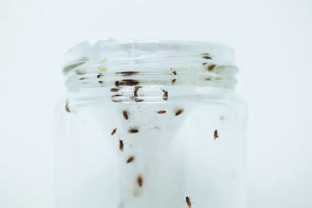 يطير الفاكهة الصغيرة في جرة