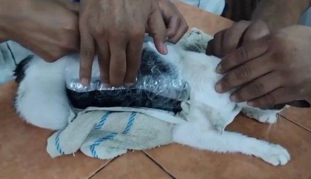 الناس يقطعون القماش من ظهر القط