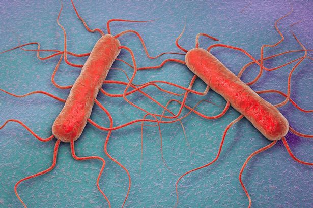 الليستيريا monocytogenes بكتيريا ، توضيح الكمبيوتر.