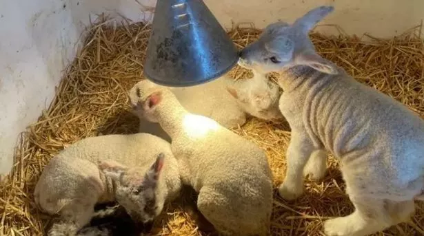 أطفال Cowbridge Farm Shop