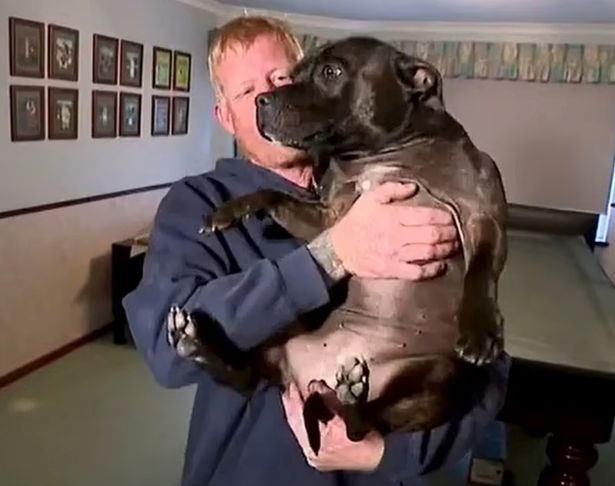 كريج يحمل جحره ستافوردشاير الثور البالغ من العمر عامين ، إندي