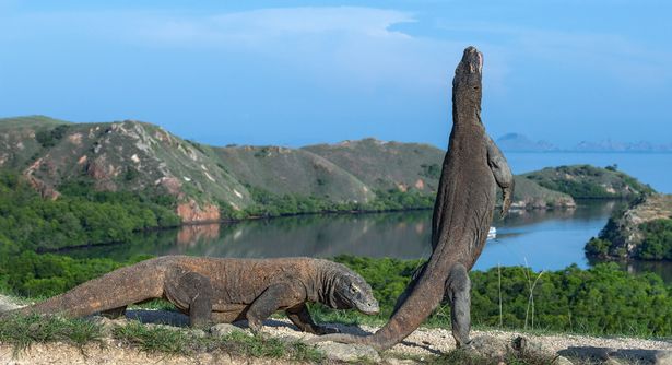 صورة التنينات Komodo مع جزيرة Komodo في الخلفية