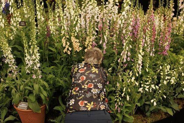 Foxgloves مصورة في عرض زهرة تشيلسي