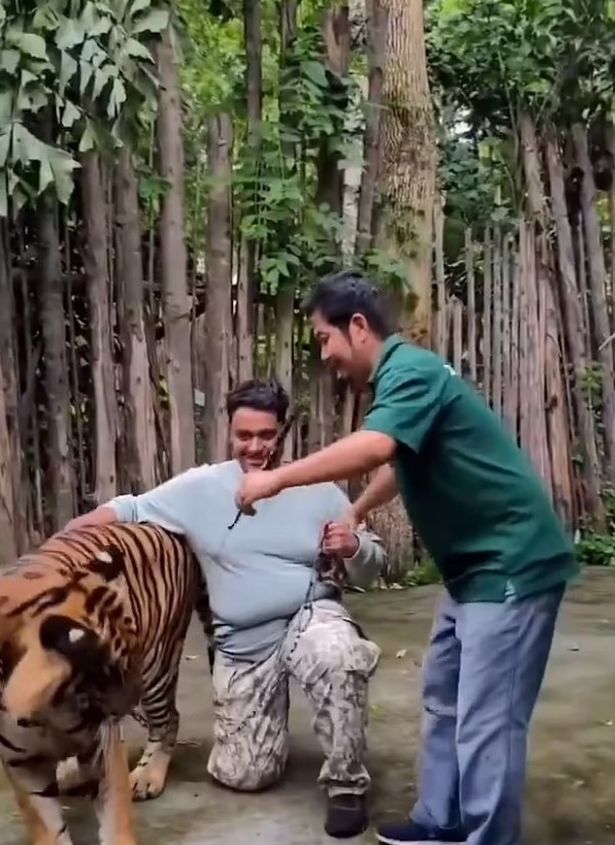 السائح يلمس ظهر النمر بينما يتظاهر بصورة