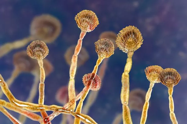 توضيح الكمبيوتر للعفن الأخضر (Aspergillus flavus) 