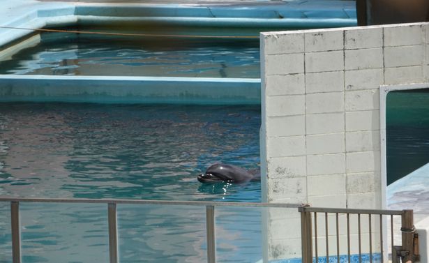 تم القبض على العسل في صيدات محرك Taiji الوحشية في عام 2005 