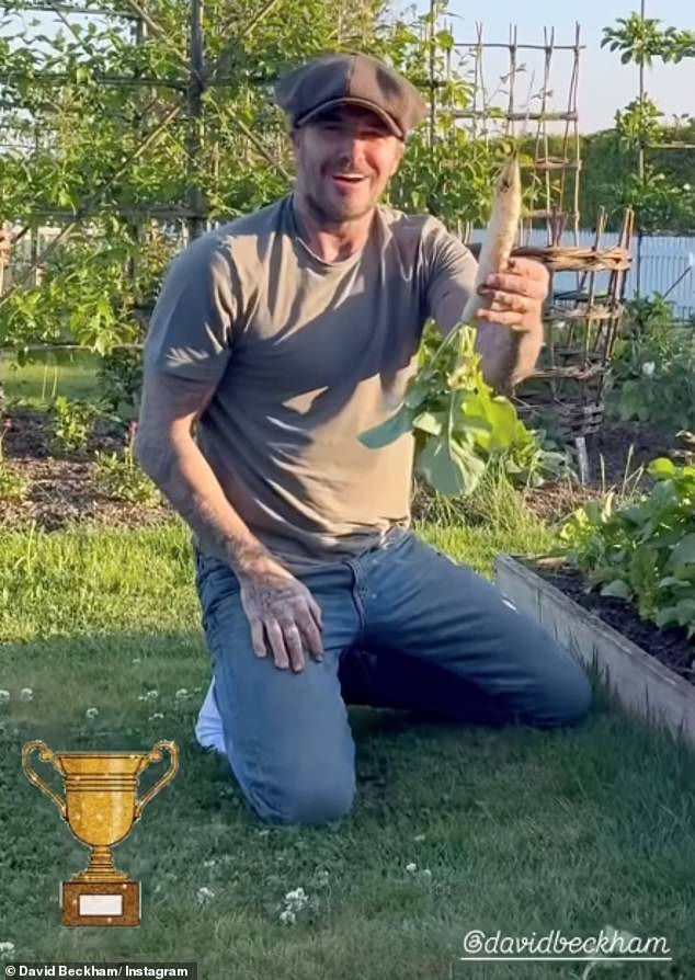 بدا ديفيد معجبًا بحجم الفجل بينما يميل إلى الخضار يوم السبت