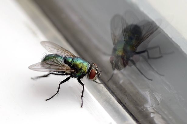Closeup of a Housefly مع انعكاسه في نافذة زجاجية