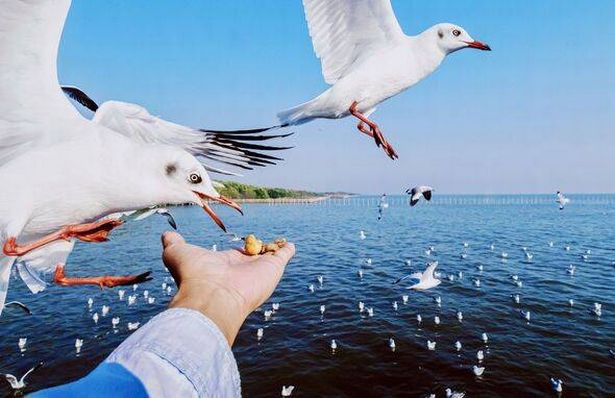 طيور النورس التي تتناول الطعام من اليد