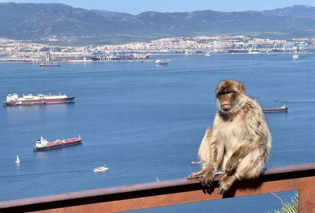 Gibraltar-travel-animal-macaque