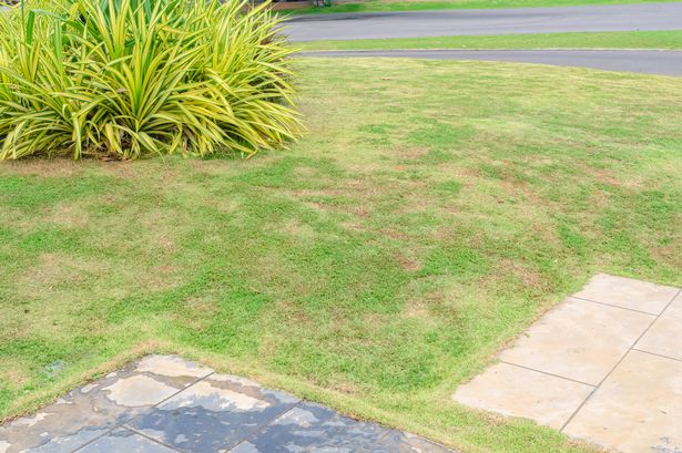 العشب الميت من خلفية الطبيعة. يحدث التصحيح بسبب تدمير الفطريات RhizoCtonia Solani Grass Change من اللون الأخضر إلى اللون البني الميت في خلفية ملمس في العشب.