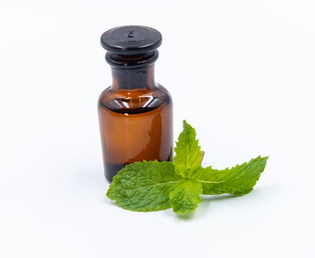 زيت النعناع على خلفية بيضاء