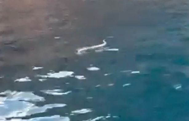الثعابين و 