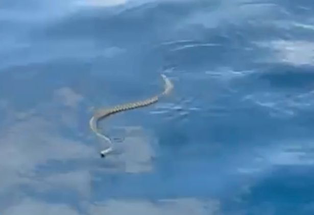 ثعبان