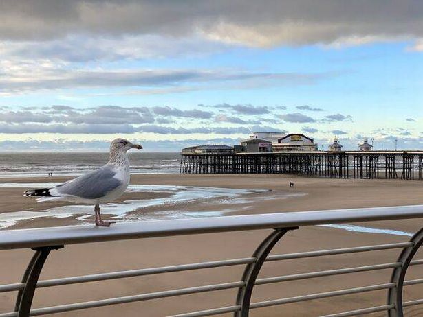 Seagull في Blackpool