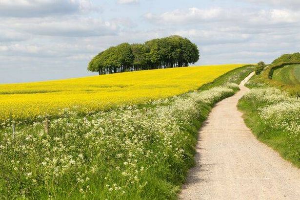 Ridgeway القديم ما قبل التاريخ ، يمر عبر ريف الطباشير بالقرب من هاكبن هيل ، ويلتشير ، إنجلترا ، المملكة المتحدة