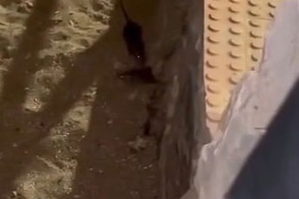فأر على الشاطئ