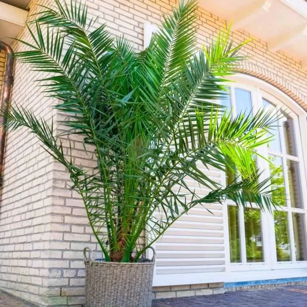 XXXL العملاق Phoenix Canariensis