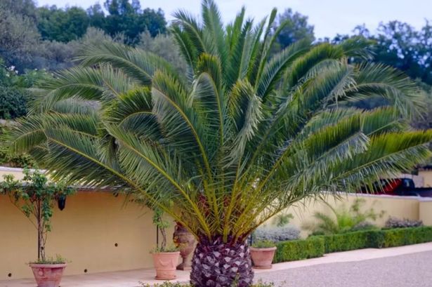 XXXL العملاق Phoenix Canariensis