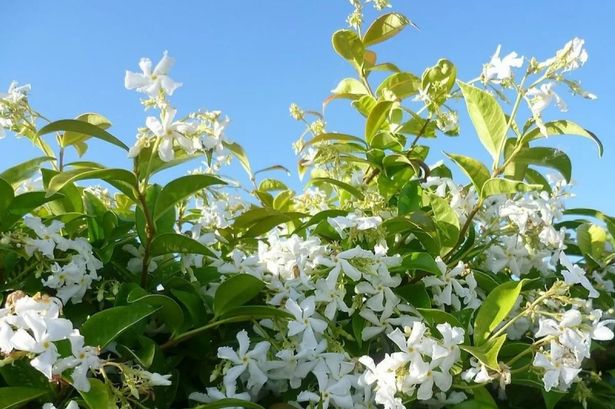 نجمة دائمة الخضرة العطرة ياسمين