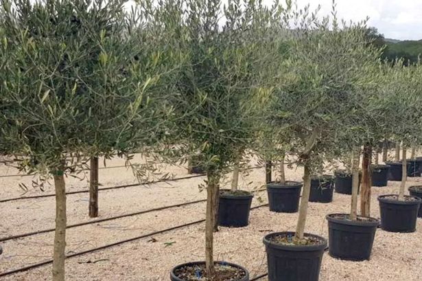 شجرة زيتون توسكان العملاقة