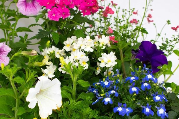 9 × نباتات الفراش المزهرة