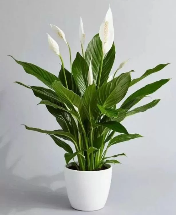 Spathiphyllum 'Alana' - Lily Lily