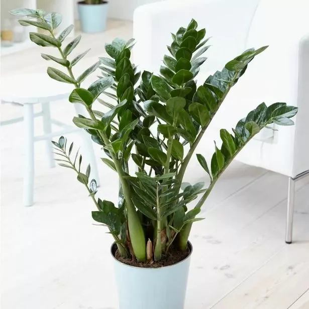 Zamioculcas Zamiifolia - نبات ZZ