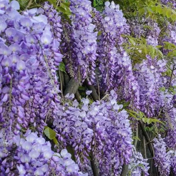 Wisteria sinensis غزير الإنتاج