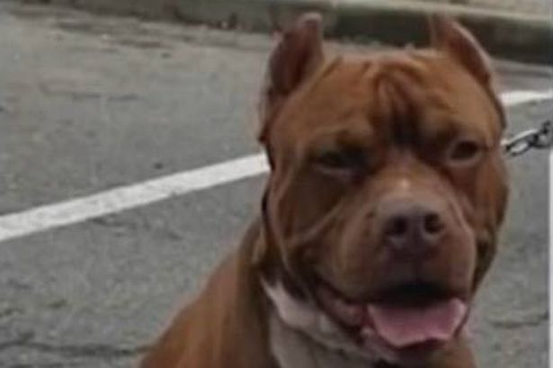 قُتل الكلب البالغ من العمر 7 سنوات على أيدي رجال شرطة عندما وصلوا إلى مكان الحادث