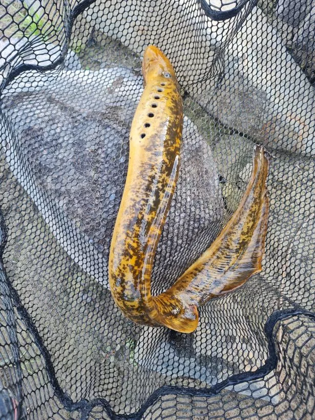 Sea Lamprey اشتعلت في الشبكة