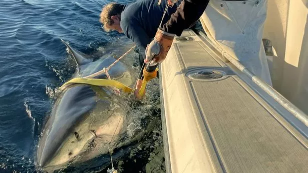 تم وضع علامة على المنافس ، الوحش 14 قدمًا ، في شمال المحيط الأطلسي بواسطة Ocearch في يناير