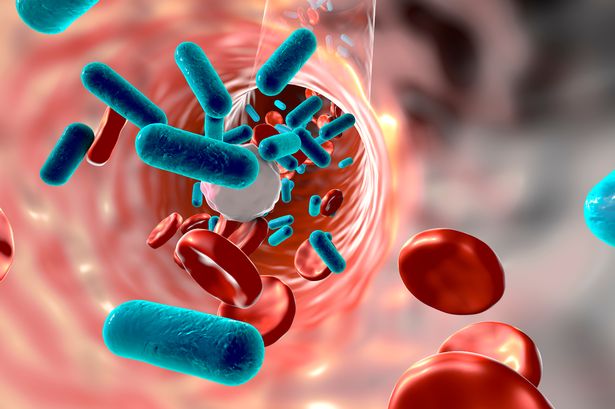 ارتفعت عدوى Campylobacter و Salmonella بشكل كبير في السنوات الأخيرة 