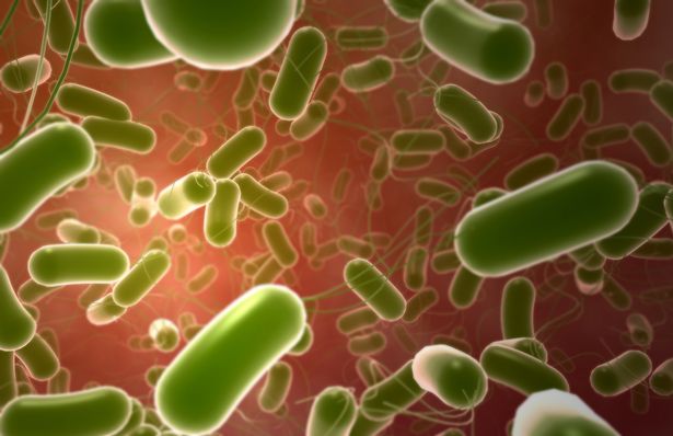 ارتفعت عدوى Campylobacter و Salmonella بشكل كبير في السنوات الأخيرة 