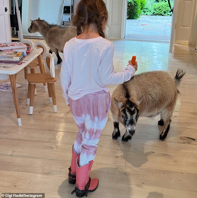 في مكان آخر في عرض شرائح Instagram's Gigi ، قامت Little Khai بتجميع أحذية رعاة البقر أثناء إطعام اثنين من الجزر الماعز الأميركيين داخل عقار مزرعة لعائلتها البالغة 3.7 مليون فدان في New Hope ، بنسلفانيا