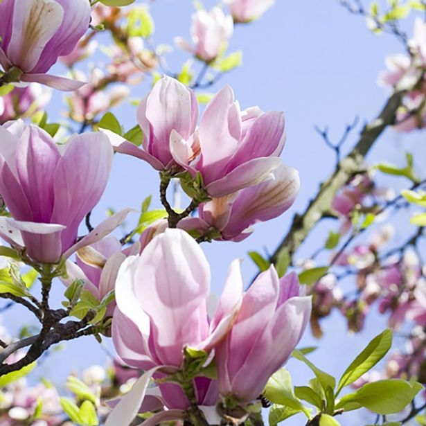 YouGarden Magnolia شجرة