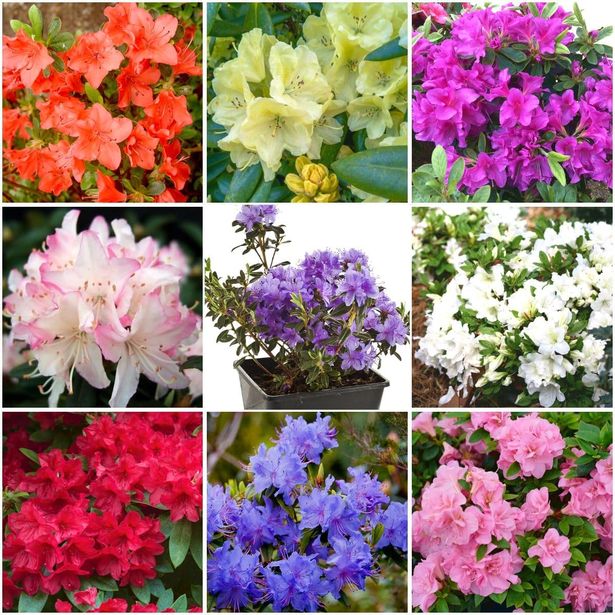 شجيرات Growon (X8) Dwarf Rhododendron ومجموعة Azalea اليابانية